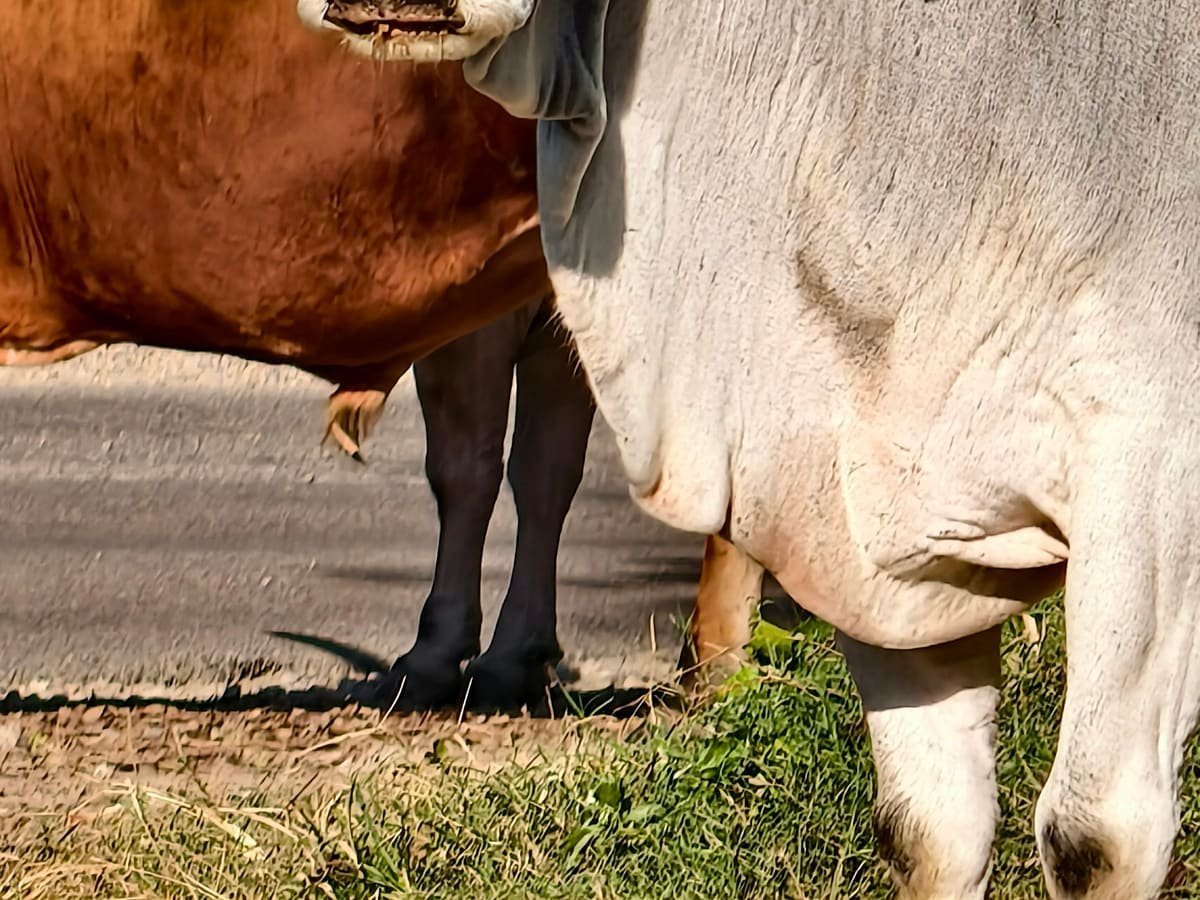 Cabeça de zebu em close